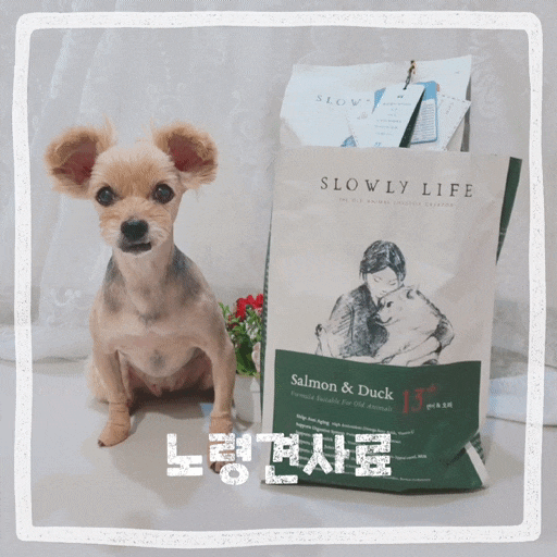  강아지 노견 사료 말랑한 습식사료 추천