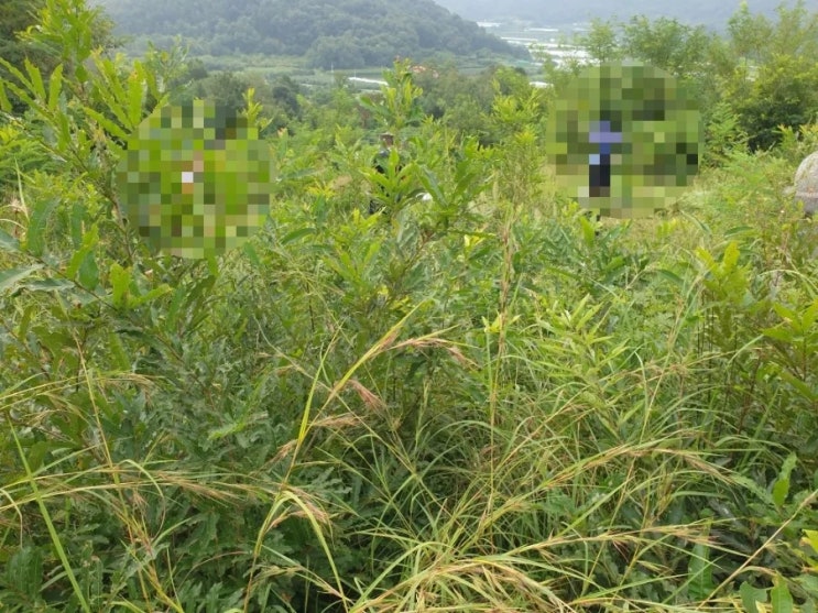 2024년 김천시 남면 운남리 13기 추석벌초 고인돌장묘개발 #김천벌초 #선산벌초 #구미벌초 #황간벌초 #영동벌초 #성주벌초 #상주벌초 #벌초 #손없는날 #윤달 #벌초 #이하늘장