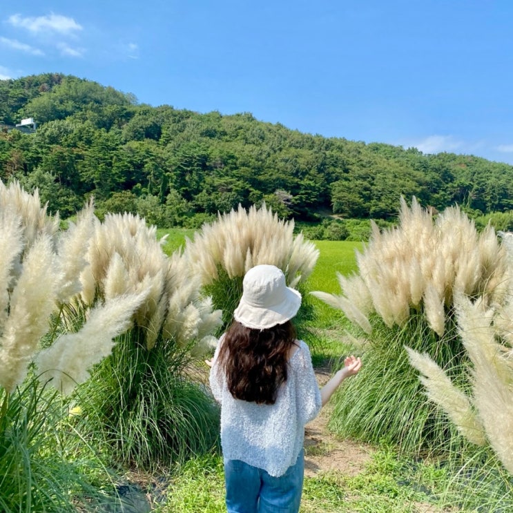  기장 팜파스 핑크뮬리 농업경관단지 방문 후기