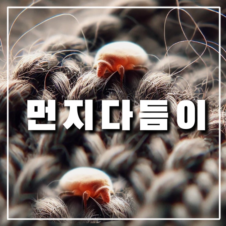  옷에 생긴 먼지다듬이 퇴치, 신축 창틀 좀벌레 유충 없애는법