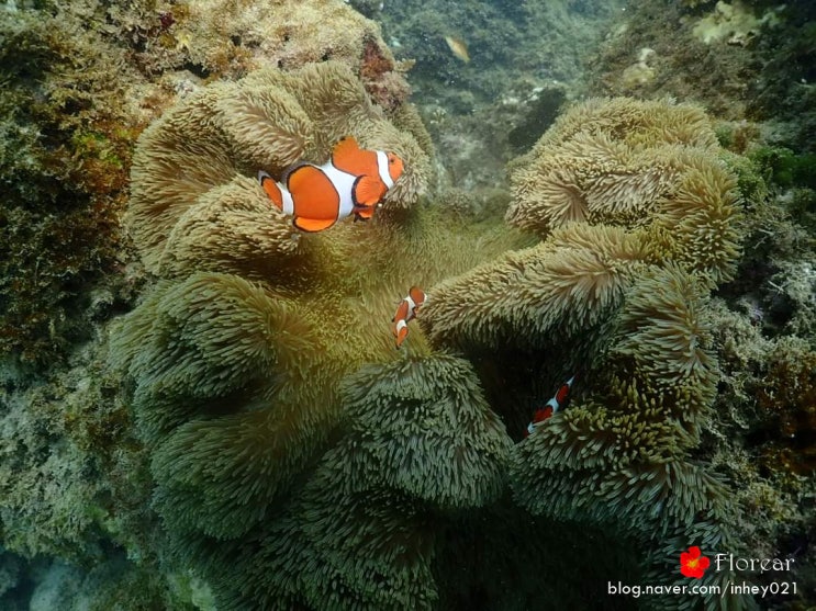 대만 물놀이 컨딩 허우비후 스노쿨링 추천 墾丁安可浮潛 Encore snorkling house 대만 물놀이 컨딩 허우비후 스노쿨링 추천 墾丁安可浮潛 Encore snorkling house