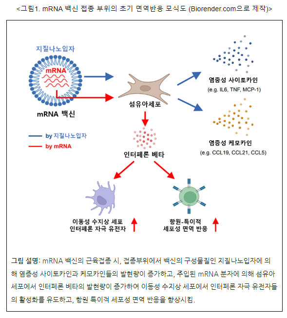 질병청, 코로나19 mRNA 백신 면역반응 조절 과정 밝혀 질병청, 코로나19 mRNA 백신 면역반응 조절 과정 밝혀