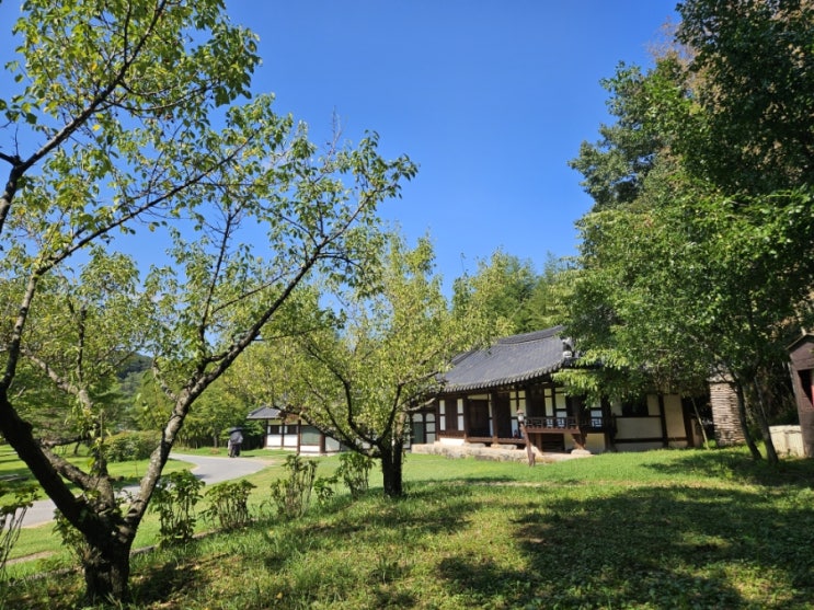 [전남 담양 갈만한 곳] 시원한 대나무 숲 담양군 죽녹원