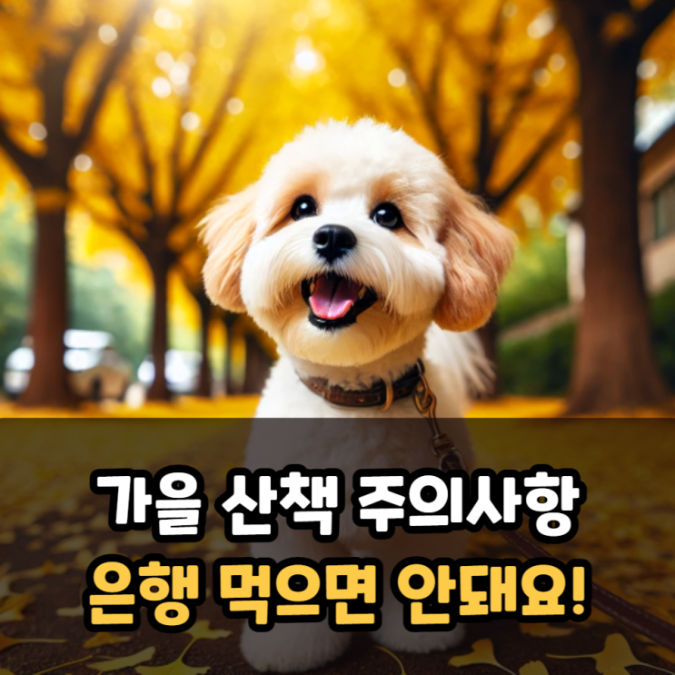  강아지 가을 산책시 주의사항 은행 먹으면 안돼요!