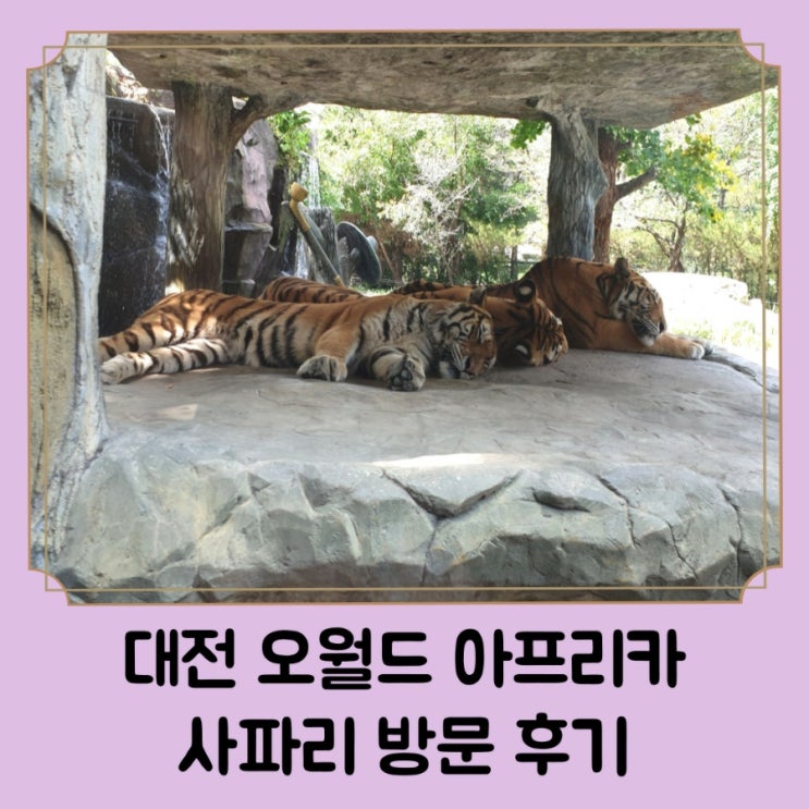 대전 아기랑갈만한곳 / 오월드 동물원 할인 정보 및 아프리카 사파리 방문 후기