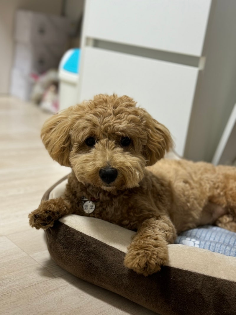 올바른참견 애견유치원 애견훈련 고잔점