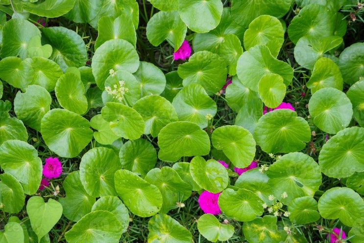 (인디샘 컨설팅) 홀리 바질(Holy Basil) = Tulsi(툴시): 인도의 아유르베다 허브/약초와 제품 (인디샘 컨설팅) 홀리 바질(Holy Basil) = Tulsi(툴시): 인도의 아유르베다 허브/약초와 제품