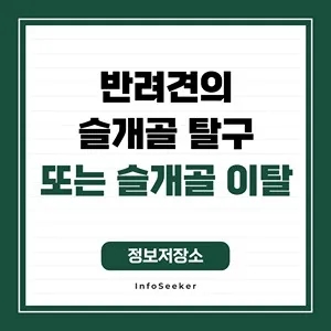  반려견의 슬개골 탈구(슬개골 이탈)