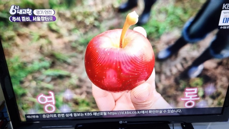  6시내고향 경기연천 베리베리사과농원