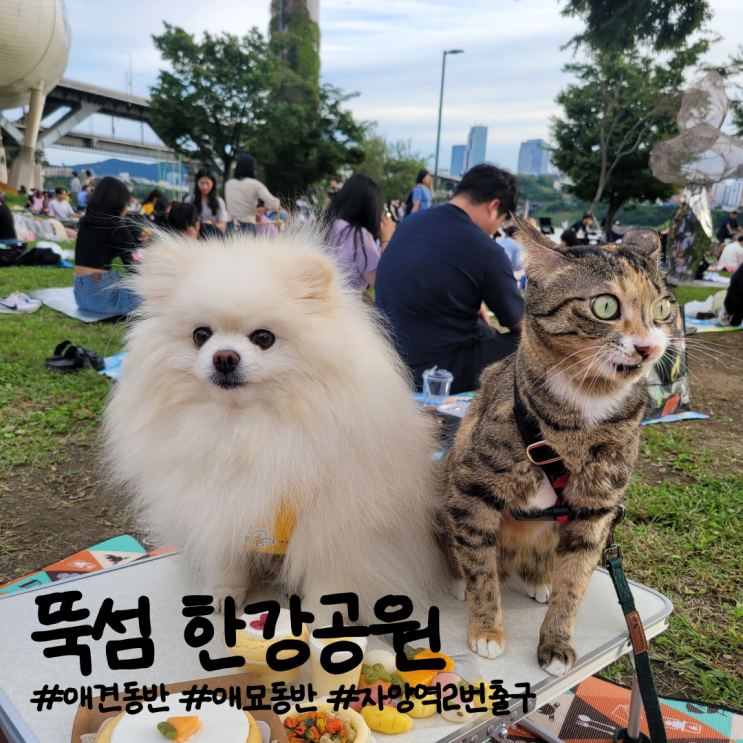  뚝섬 한강공원 ㅣ애견동반 뚝섬주차 한강라면