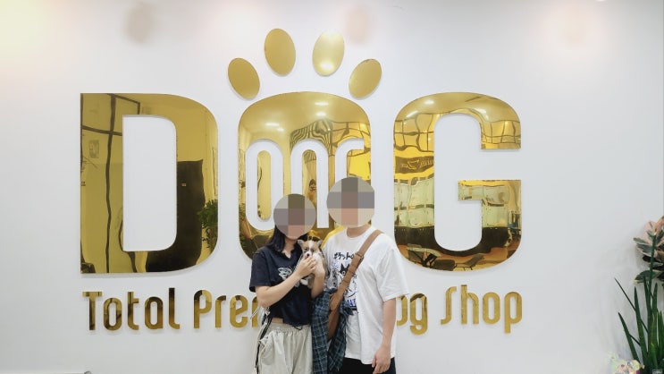  원독 애견센터 웰시코기 분양, 귀여운 외모와 선명한 마킹으로 웰시코기 분양 최고의 선택! /강아지분양 세종시애견샵 오송 애견샵 조치원 애견샵