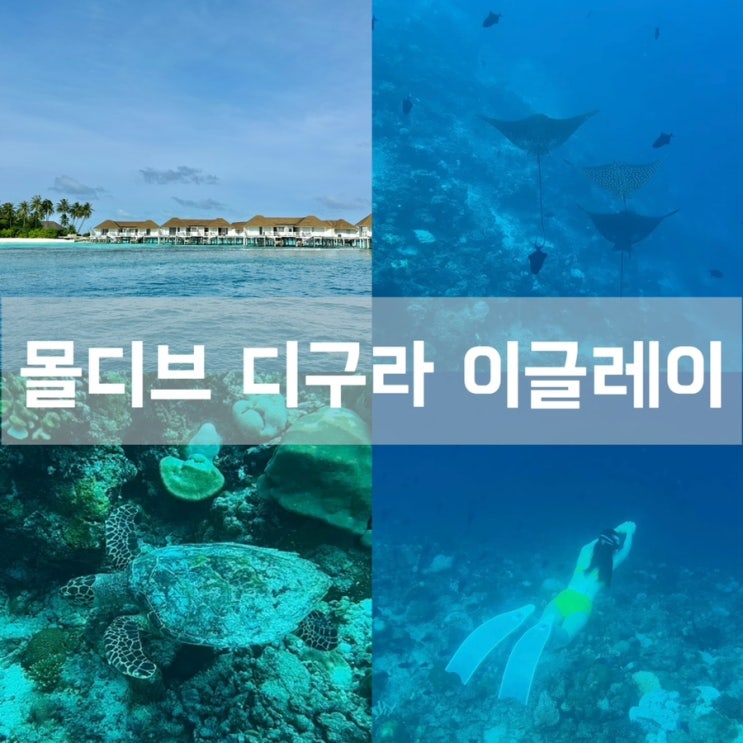  몰디브 자유여행 디구라 로컬섬 - 바다거북 이글레이 스노쿨링 프리다이빙 투어 익스커션 가격