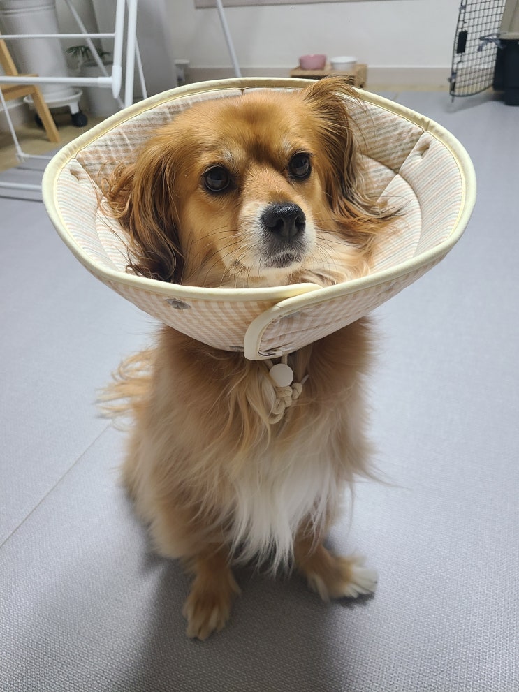  강아지 넥카라 추천 | 가장 많이 사는 두가지 깔떼기 타입 비교분석