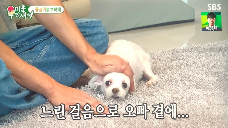 최진혁 몽실이 이별 준비 반려동물 장례식장 미운우리새끼