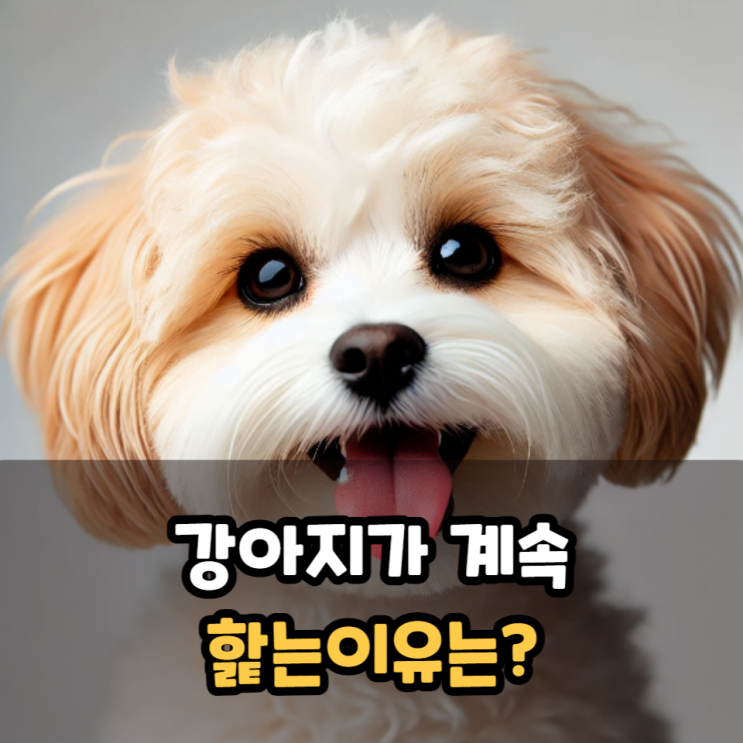  강아지가 계속 핥는이유는?