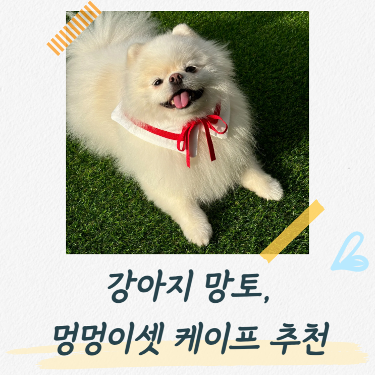  강아지 망토, 실용적인 멍멍이셋 세라케이프 추천