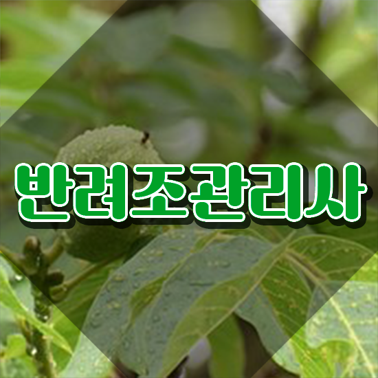  사랑앵무 종류 , 반려조관리사 자격증 온라인으로 합격한 후기 요약해봤어요
