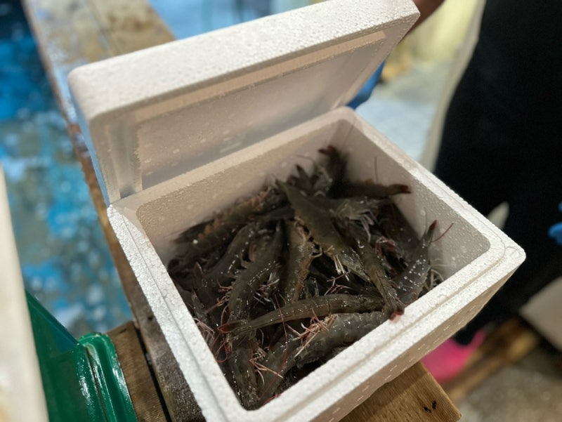[기장해산물포장] 싱싱한 대하 바로 잡아 포장가능한 기장 대하 포장 전문, 평산수산