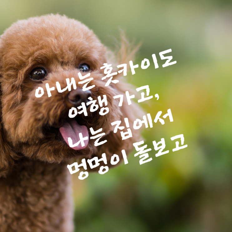  아내는 홋카이도 여행 가고, 나는 집에서 멍멍이 돌보고