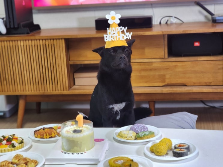  일상. 반려견 반달이 첫 생일 파티