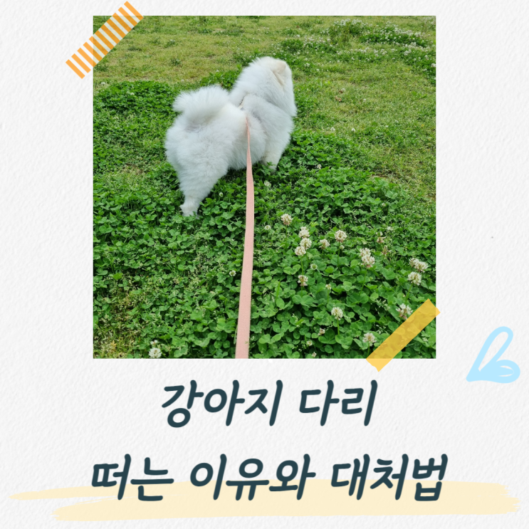  강아지 다리 떨림, 병원 가봐야 할까요?