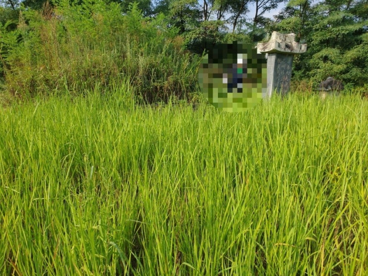  2024년 김천 대항면 덕전리 벌초3기 고인돌장의사 #장의사 #이장 #화장 #개장 #손없는날 #윤달 #벌초 #이하늘장사 #상조 #분묘 #납골당 #가족묘 #평장 #장례 #파묘