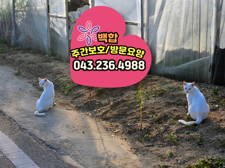  청주주간보호센터 가경동주간보호센터 : 음악, 체조, 두뇌 트레이닝으로 건강한 일상을 만들어갑니다.