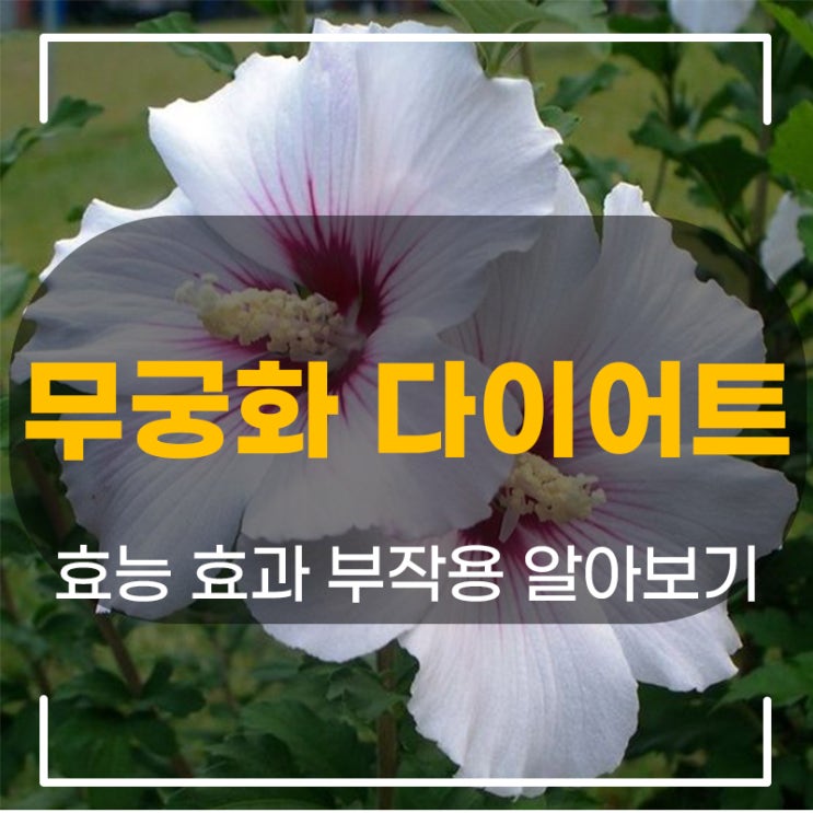  무궁화 다이어트 효능 효과 부작용 알아보기