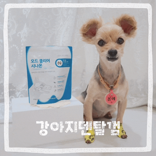  강아지덴탈껌 프롬더셀 노견 입냄새제거 강아지껌