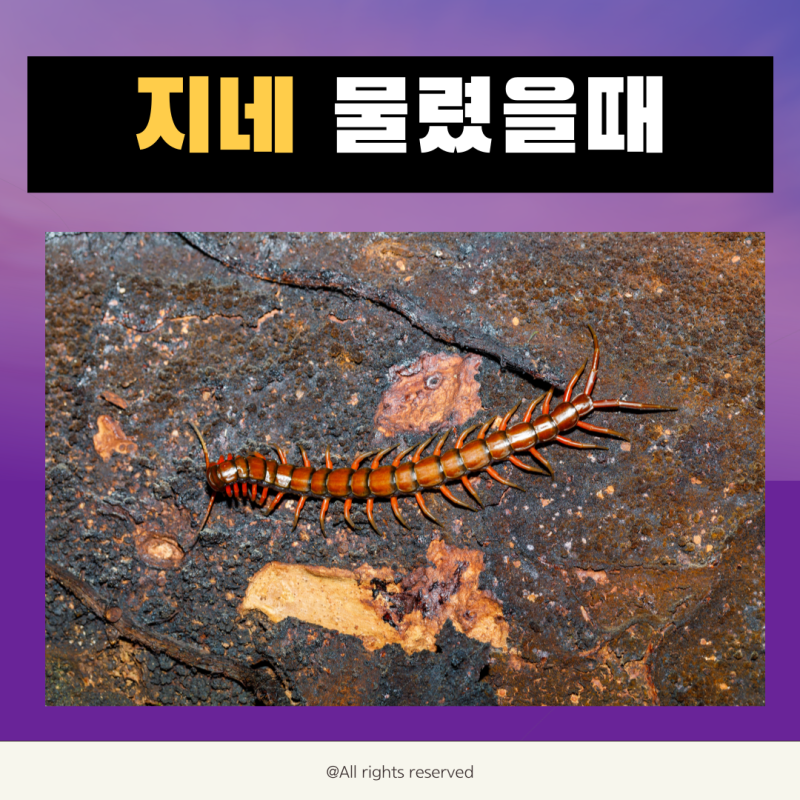 지네에 물렸을때 증상 및 대처방법