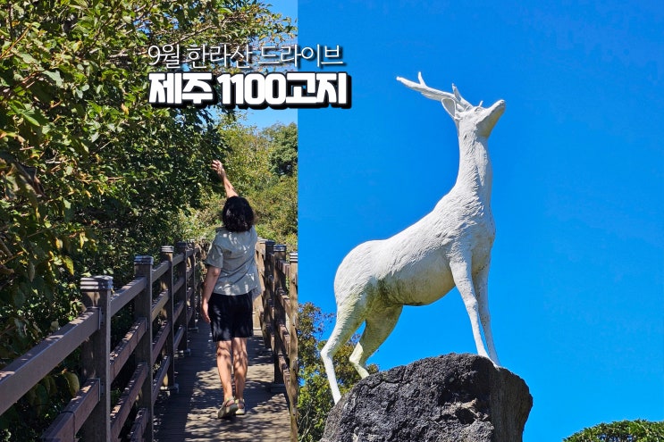  9월달 가볼만한곳 한라산 1100고지 드라이브 제주도 9월초 여행지