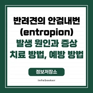  반려견의 안검내번(entropion)_발생 원인과 증상, 치료 방법, 예방 방법