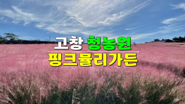전북 고창 9월 가을꽃축제 · 고창 청농원 핑크뮬리가든 시즌 기본정보 입장료 전북 고창 9월 가을꽃축제 · 고창 청농원 핑크뮬리가든 시즌 기본정보 입장료