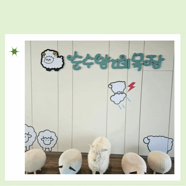  가을여행 평창 가볼만한 곳 대관령 순수 양떼목장 동물 먹이주기 체험했어요