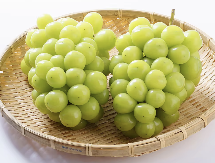  경산자인농협 고당도 하우스 샤인머스캣 1.5kg (2-3수) 농협선별 / GAP인증 추천