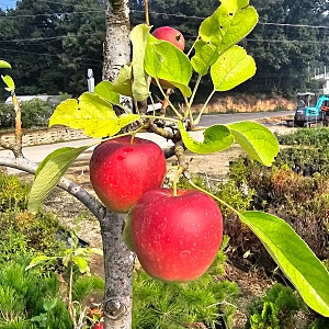 미니사과 루비 에스 결실 주 포트 묘목으로 심어요