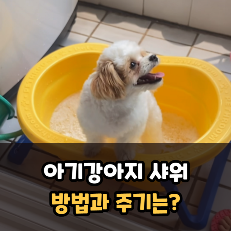  아기강아지 샤워 방법과 주기는?