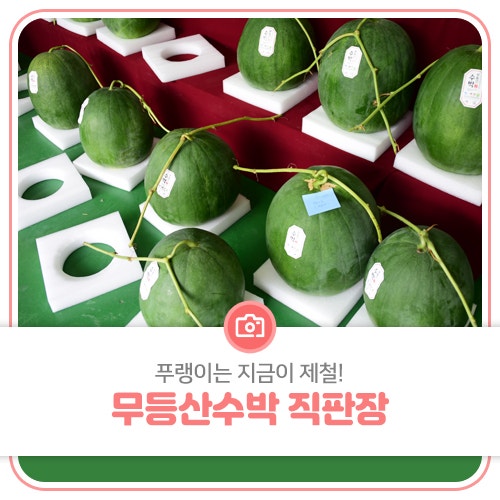 푸랭이는 지금이 제철! 무등산수박 직판장