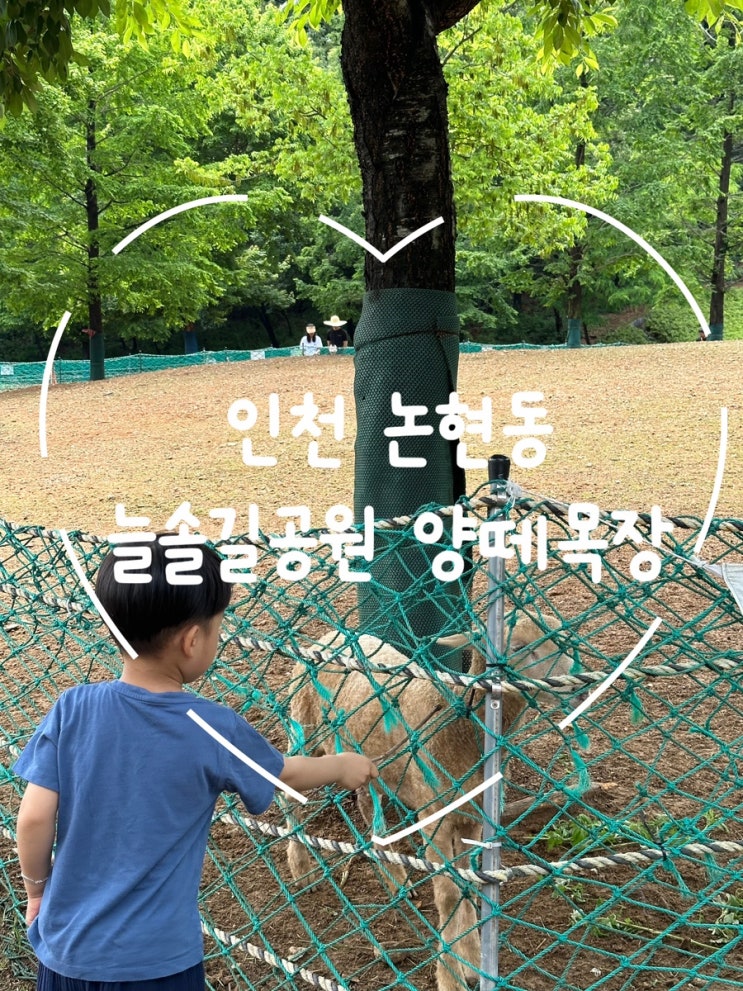  아이들과 떠나는 인천 늘솔길 공원 양떼목장, 무료로 즐기는 자연 속 하루!