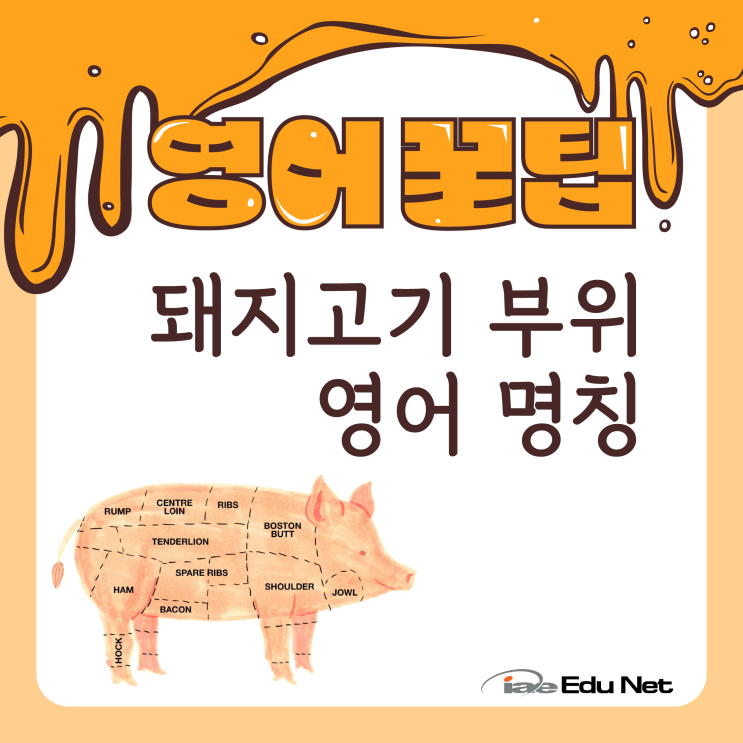  [영어꿀팁] 돼지고기 부위별 영어 명칭 | 목심, 안심, 등심, 돼지 갈비, 삼겹살, 항정살 영어로 | 호주 현지 유학원 iae 유학네트