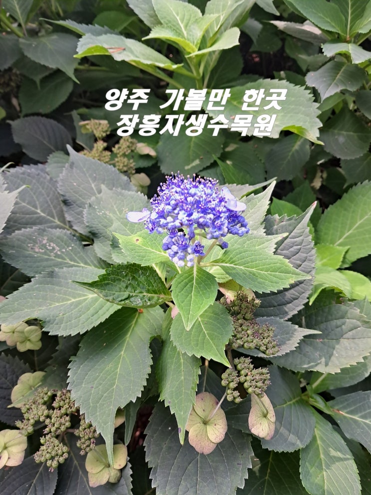  서울 근교 양주 가볼만 한곳 장흥자생수목원 자연과 함께