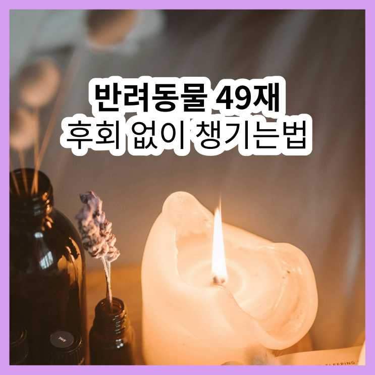  강아지 49제, 고양이 49재, 반려동물 49재 준비 가이드