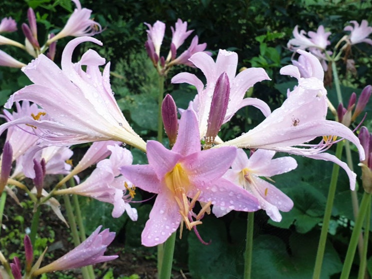  여름꽃 상사화 가을꽃 석산 꽃무릇 차이 꽃말 피는시기 알아보기