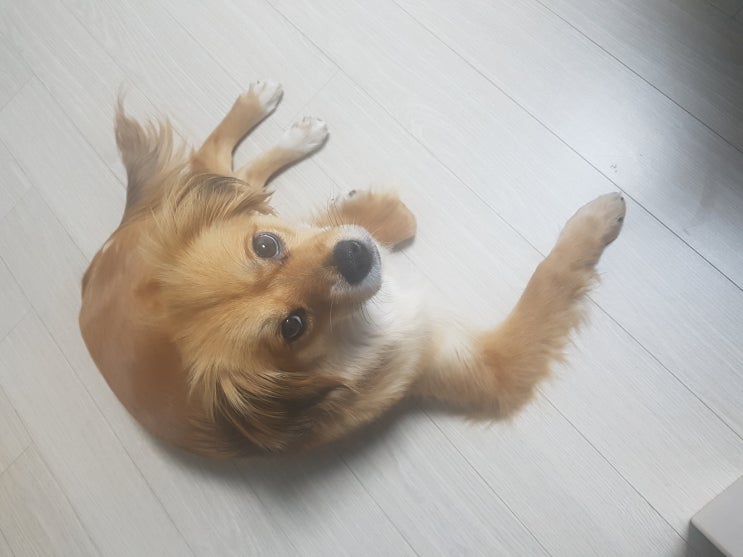  믹스견 다롱이와 함께한지 5년째
