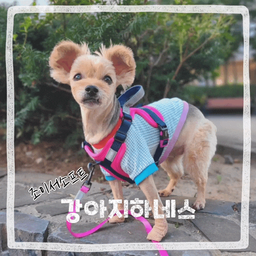  강아지 하네스 추천 앞섬방지 앞고리 대형견 편한 착용법 조이서 가슴줄 리드줄