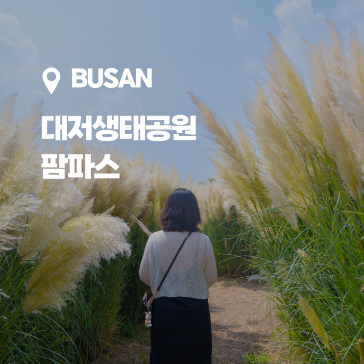  가을을 만날 수 있는 부산 팜파스 명소, 대저생태공원 팜파스 (위치정보 + 주차정보 )