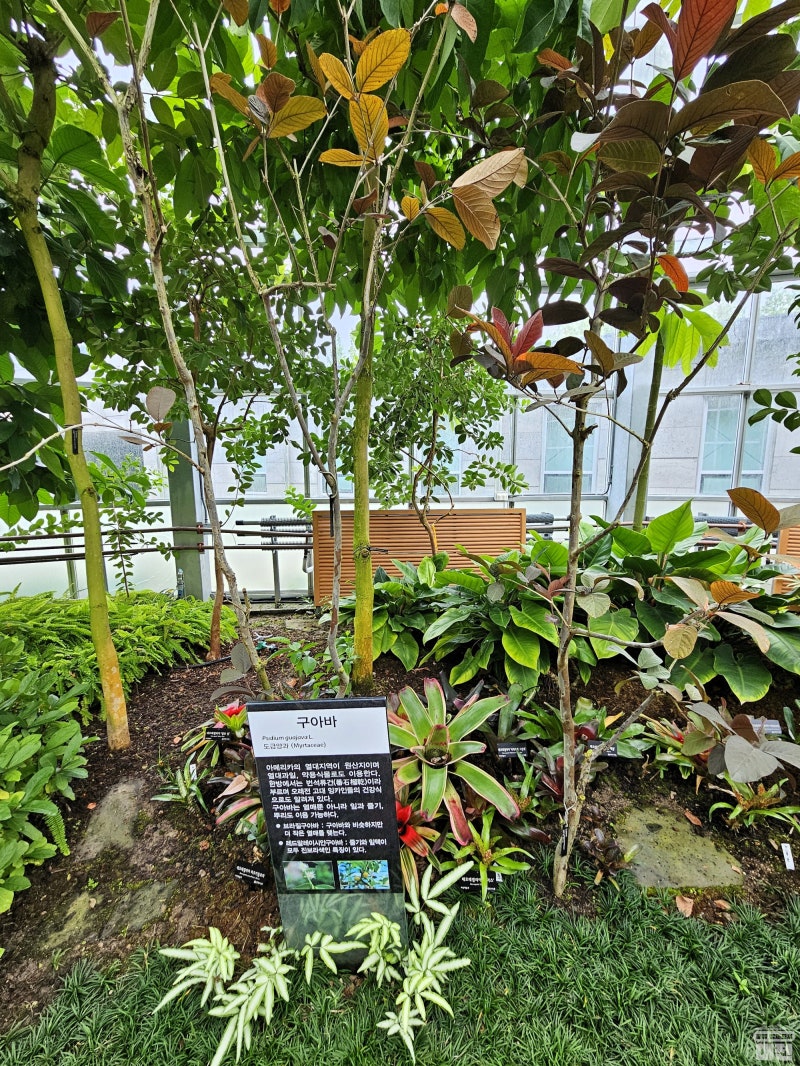 가평 이화원 열대 식물원에서 — Steemit, image size:800x1066