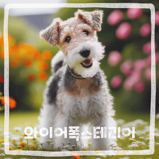  털안빠지는 강아지 와이어 폭스테리어 종류 강아지 특징 성격