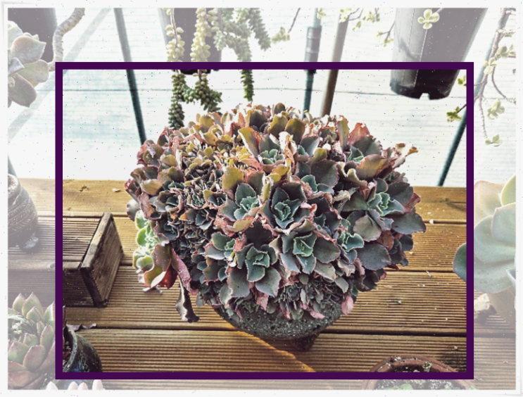  퀴노아 효능 보기 좋게 정리해서 알기 쉽게 체크하기