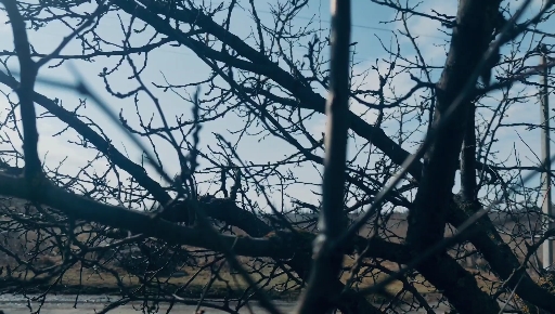 장자 장자